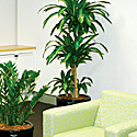 The Green Scene Inc does Indoor Plant Services, Tropical Plants Sales, PLant Leasing , Plant Sales, Plant Maintenance, in Greensboro, NC, Piedmont Triad .